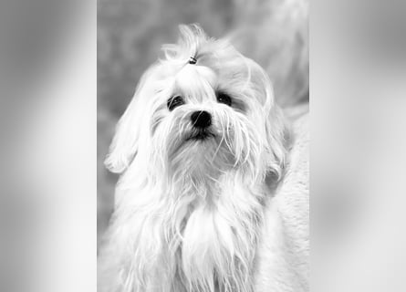 Malteser Mädchen 7 Monate mit Papieren