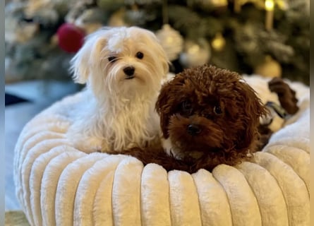 Malteser Mädchen 7 Monate mit Papieren