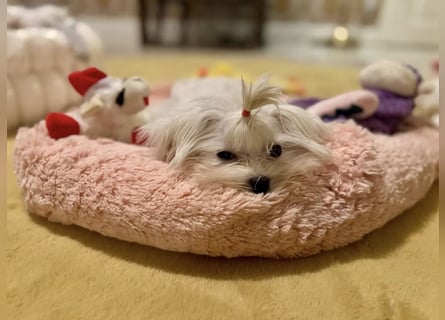 Malteser Mädchen 7 Monate mit Papieren