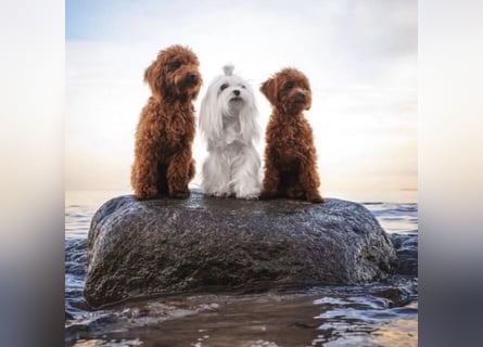 Malteser Mädchen 7 Monate mit Papieren
