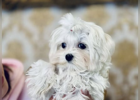 Malteser Mädchen 7 Monate mit Papieren