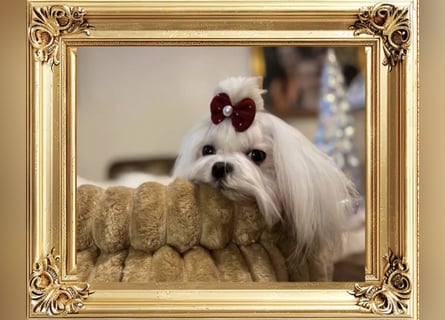 Malteser Mädchen 7 Monate mit Papieren