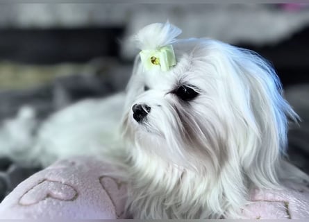 Malteser Mädchen 7 Monate mit Papieren