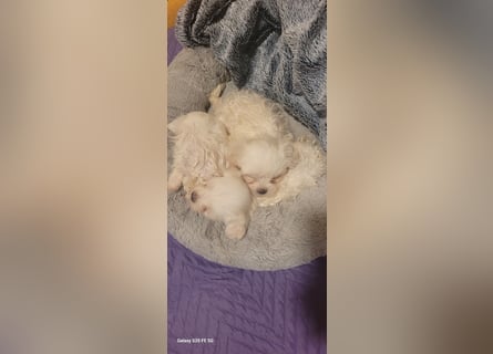 Bichon mini toy 2,5kg