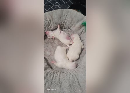 Bichon mini toy 2,5kg