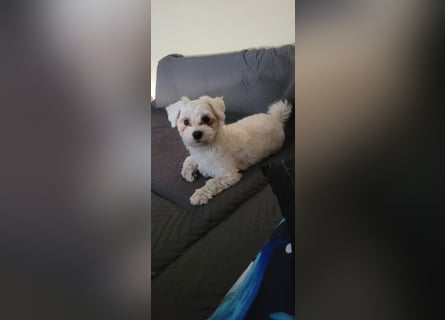 Bichon mini toy 2,5kg