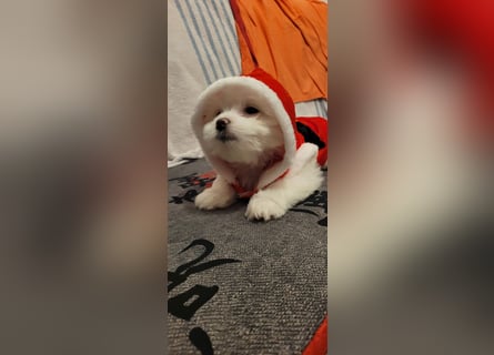 Bichon mini toy 2,5kg