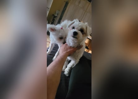 Bichon mini toy 2,5kg