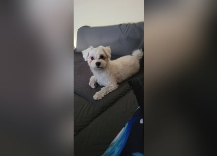 Bichon mini toy 2,5kg