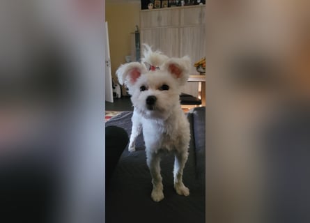 Bichon mini toy 2,5kg