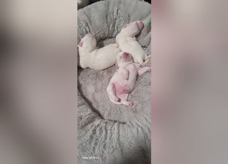 Bichon mini toy 2,5kg