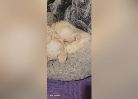Bichon mini toy 2,5kg