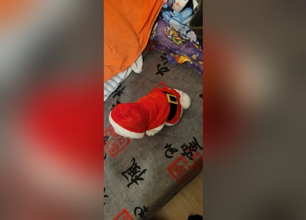 Bichon mini toy 2,5kg