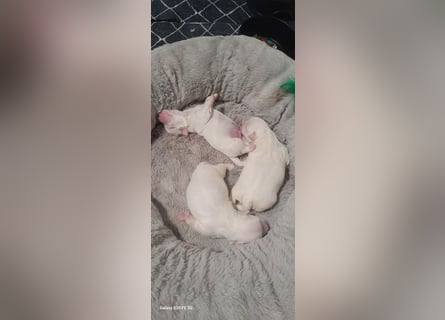 Bichon mini toy 2,5kg