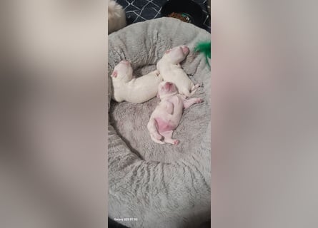 Bichon mini toy 2,5kg