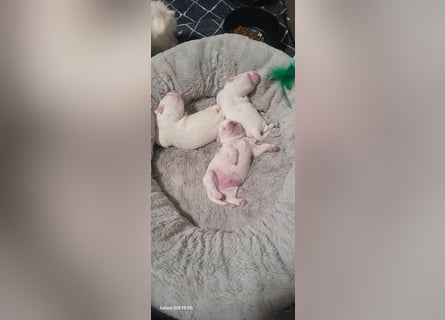 Bichon mini toy 2,5kg