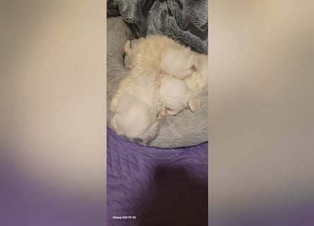 Bichon mini toy 2,5kg