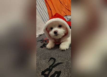 Bichon mini toy 2,5kg