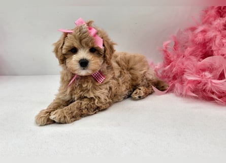 Maltipoo welpen