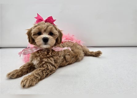 Maltipoo Welpen kleine Teddybären suchen ihre Herzensfamilie