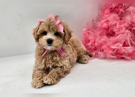 Maltipoo welpen