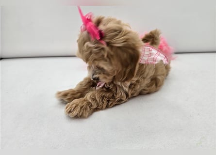 Maltipoo Welpen kleine Teddybären suchen ihre Herzensfamilie