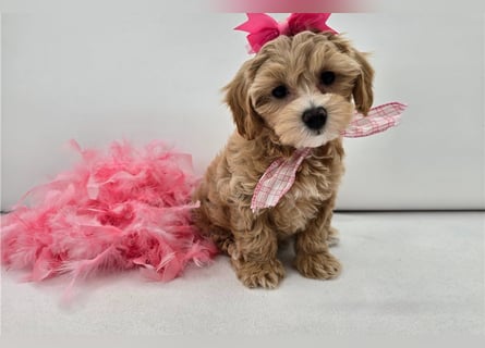 Maltipoo Welpen kleine Teddybären suchen ihre Herzensfamilie