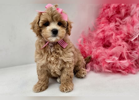 Maltipoo welpen