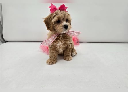 Maltipoo Welpen kleine Teddybären suchen ihre Herzensfamilie