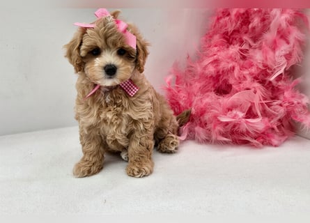 Maltipoo welpen
