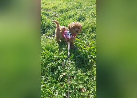 Wir erwarten hübsche seriös gezüchtete Maltipoowelpen!