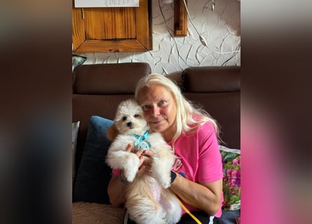 Wir erwarten hübsche seriös gezüchtete Maltipoowelpen!