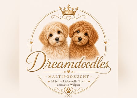Wir erwarten hübsche seriös gezüchtete Maltipoowelpen!