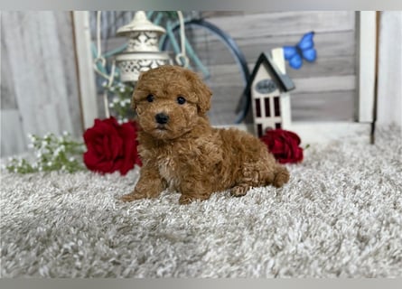 Maltipoo Welpen kleine Herzensbrecher suchen ihr Zuhause
