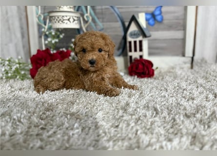 Maltipoo Welpen kleine Herzensbrecher suchen ihr Zuhause