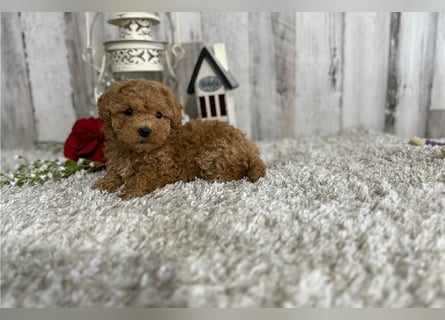 Maltipoo Welpen kleine Herzensbrecher suchen ihr Zuhause