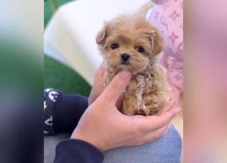 Seltenheit : Asiatische Maltipoo Teddybär Welpen