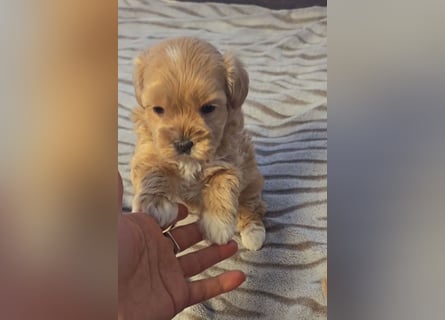 Seltenheit : Asiatische Maltipoo Teddybär Welpen