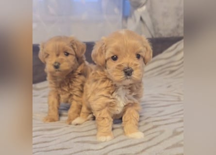 Seltenheit : Asiatische Maltipoo Teddybär Welpen