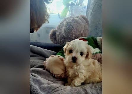 Ab SOFORT: Maltipoo Teddybären Welpen