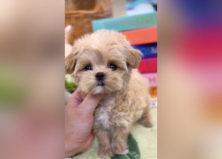 Seltenheit : Asiatische Maltipoo Teddybär Welpen