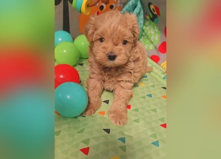 Seltenheit : Asiatische Maltipoo Teddybär Welpen
