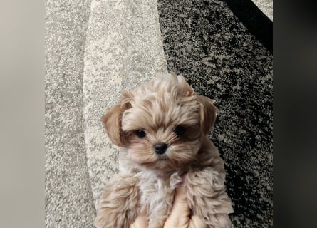 Seltenheit : Asiatische Maltipoo Teddybär Welpen