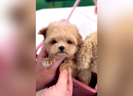 Seltenheit : Asiatische Maltipoo Teddybär Welpen