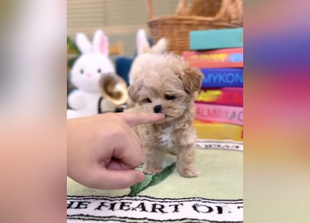 Seltenheit : Asiatische Maltipoo Teddybär Welpen
