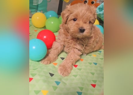 Seltenheit : Asiatische Maltipoo Teddybär Welpen