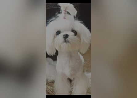 Seltenheit : Asiatische Maltipoo Teddybär Welpen
