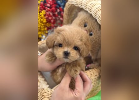 Seltenheit : Asiatische Maltipoo Teddybär Welpen