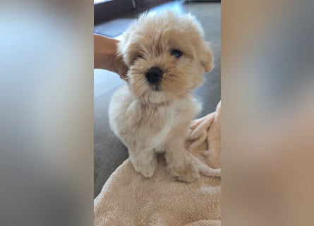 Ab SOFORT: Maltipoo Teddybären Welpen