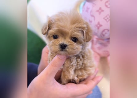 Seltenheit : Asiatische Maltipoo Teddybär Welpen